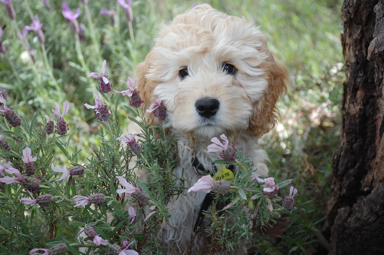 Why Regular Nail Trimming is Essential for Pets